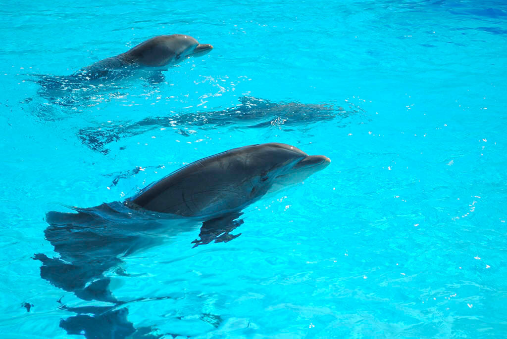 Ыpettacoli al delfinario